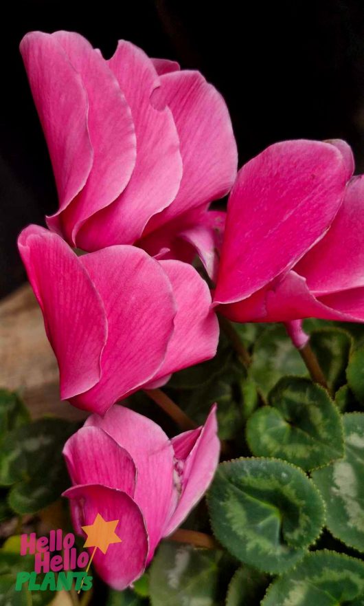 The "Hello Hello Plants" logo in the bottom left corner is subtly framed by lush green leaves and vibrant Cyclamen Mammoth 'Neon Pink' flowers in a 7" pot.