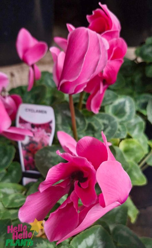 The Cyclamen Mammoth 'Neon Pink' in a 7" pot showcases stunning pink flowers paired with dark green leaves. A plant tag in the background hints at its grandeur.