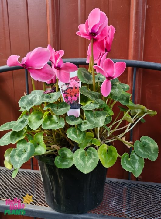 The Cyclamen Mammoth 'Neon Pink' 7" Pot with vibrant pink flowers and lush green leaves sits gracefully on a metal bench against a brown wooden background.