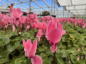 A greenhouse filled with blooming pink cyclamen and vibrant Gerbera jamesonii Joybera 6" Bowl plants basking under a glass roof.