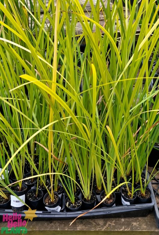 Rows of Dietes 'Bi-Colour' in 2" pots, with their tall grass-like appearance and vibrant bi-color hues, are displayed on a wooden surface.