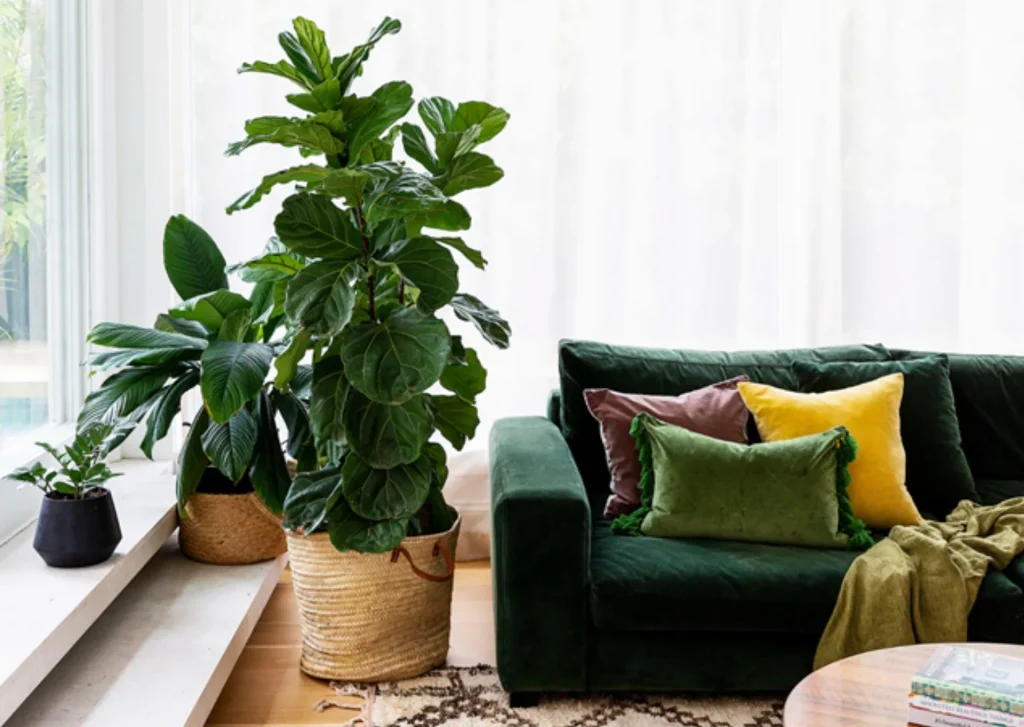 A living room with a green velvet sofa, colorful pillows, large leafy plants in woven baskets, and a patterned rug surrounds a round wooden coffee table. A cozy feel is enhanced by Christmas trees twinkling gently nearby as natural light streams in through sheer curtains.