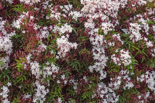 Dense clusters of white jasmine flowers and pink buds with green leaves.