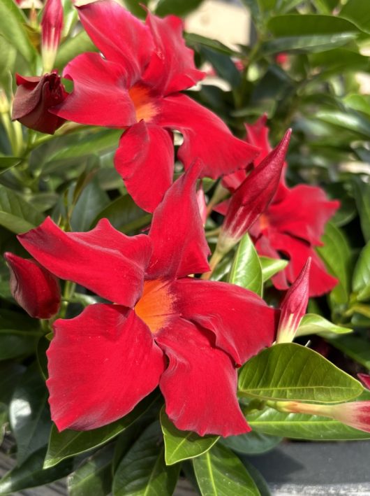 The Mandevilla 'Aloha Burgundy' in a 6" pot features vibrant red flowers set against a backdrop of lush green leaves, with several unopened buds shimmering in the sunlight.