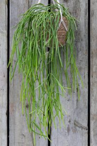 The Rhipsalis 'Mistletoe Cactus' in a 5" hanging basket displays long, thin green stems against a wooden background.