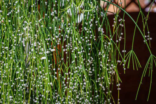 The Rhipsalis 'Mistletoe Cactus' 5" in a hanging basket displays cascading green stems adorned with numerous small white berries.