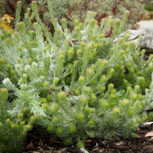 Close-up of a green, bushy Adenanthos 'Silver Lining' Woolly Bush in a 6" pot, showcasing its needle-like leaves in a garden setting with a hint of silver amid the lush greenery.