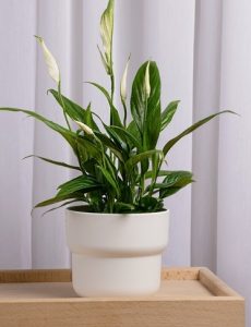 The Spathiphyllum wallisii 'Peace Lily' in a 3" pot features dark green leaves and white blooms, elegantly arranged on a wooden tray against a light-colored curtain background.