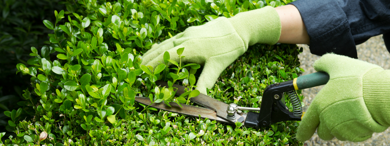 A person in green gloves expertly trims a hedge with pruning shears, showcasing their keen eye for garden design.