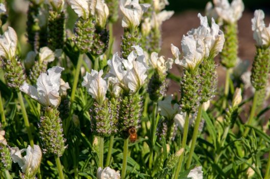 A bee on a purple and white flower in a lush garden.