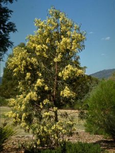 Tall tree with yellow flowers and narrow leaves stands in a garden landscape, with distant hills and clear blue sky in the background.