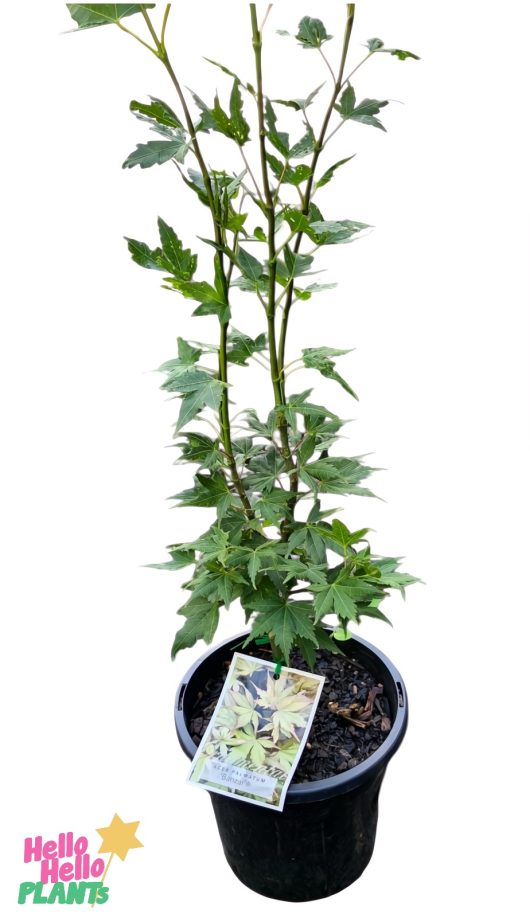 Acer 'Banzai' Dwarf Japanese Maple in an 8" pot with lush green leaves, clearly labeled, on a white background.