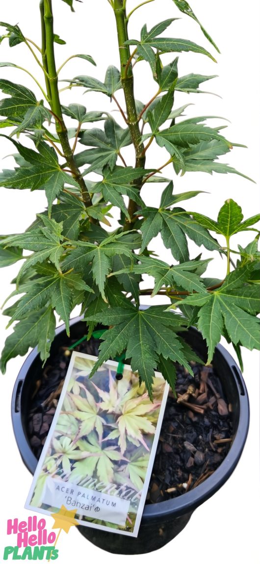 An elegant Acer 'Banzai' Dwarf Japanese Maple in an 8" pot showcases vibrant green, serrated leaves with a label featuring images of its beautiful foliage.