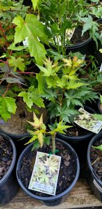 A variety of potted plants with striking variegated foliage is beautifully displayed. Among them, the stunning Acer 'Banzai' Dwarf Japanese Maple in an 8" pot captures attention. Plant tags are neatly visible for easy identification by enthusiasts and collectors.