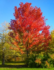 An Acer 'Celebration' Maple 13" Pot showcases vibrant red foliage, standing proudly in a park under a clear blue sky among trees with green and yellow leaves.