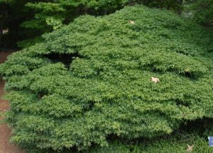 A lush Acer 'Oto Hime' Japanese Maple in a 16" pot displays dense green foliage with a few dry brown leaves on top.