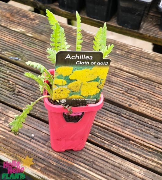 The vibrant yellow flowers of a yarrow plant in a 3" pot, labeled "Achillea 'Cloth of Gold'," are elegantly displayed on a wooden surface.