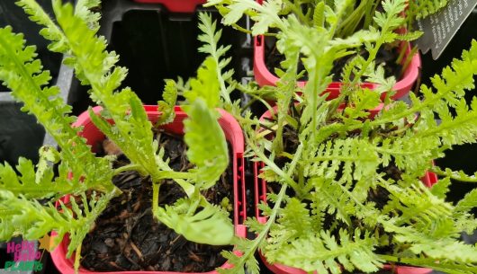 Four small potted plants with frilled edges, including the vibrant Achillea 'Cloth of Gold' Yarrow in 3" pots, grace red containers on dark soil.