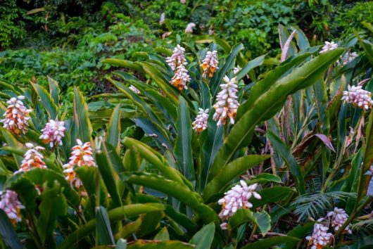 Alpina 'Green Shell Ginger' features lush green foliage and clusters of white and orange flowers, thriving in dense gardens. Perfect for vibrant garden accents, it's available in a convenient 6" pot.