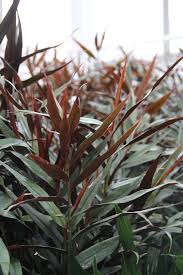 Alpinia 'Thai Ginger', with its tall, slender structure and green and reddish leaves, thrives in a brightly lit environment.