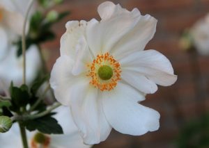 A close-up of an Anemone 'Honorine Jobert' in a 6" pot reveals yellow stamens and a green center against a blurred brick background, showcasing its delicate beauty fresh from the garden.