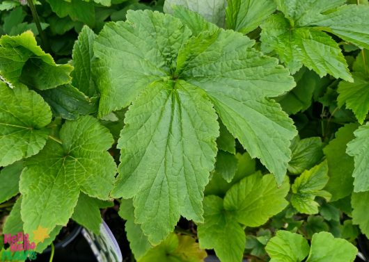 A close-up of lush green leaves with serrated edges, overlapping like the petals of Anemone 'Honorine Jobert'. A central large leaf stands prominent, surrounded by smaller ones, beautifully arranged in a 6" pot for display.