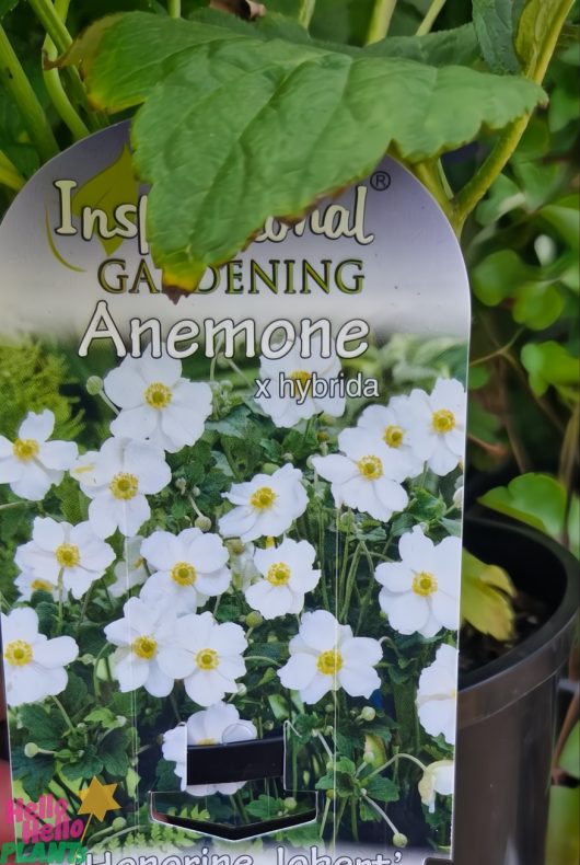 Plant tag for Anemone 'Honorine Jobert' 6" Pot, featuring an image of its beautiful white flowers with yellow centers surrounded by lush green leaves.