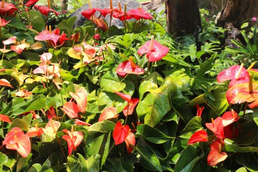 A cluster of red and pink anthurium flowers with glossy green leaves in a garden setting.