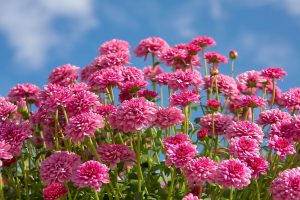 Pink chrysanthemums in full bloom under a clear blue sky.