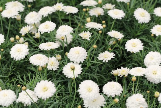 A field of white flowers with green foliage, featuring round blossoms in various stages of bloom.