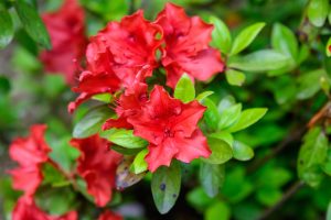 Close-up of vibrant Azalea 'Guanda Red' flowers with lush green leaves, blooming beautifully in a 5" pot.