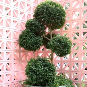 A Buxus 'English Box' 110L (Cloud Pruned) topiary showcases multiple round green shapes against a pink geometric patterned wall.