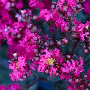 Bright pink crape myrtle flowers with ruffled petals and yellow centers are surrounded by dark buds and leaves.