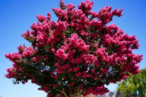 A vibrant tree with dense clusters of bright pink flowers against a clear blue sky.