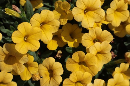 A close-up of Calibrachoa 'Paintball Yellow' flowers with lush green leaves, set in a 3" pot that accentuates their vibrant hue.