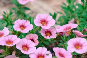 Close-up of Calibrachoa 'Paintball Yellow' flowers with vibrant yellow centers and lush green leaves, ideal for planting in a 3" pot.