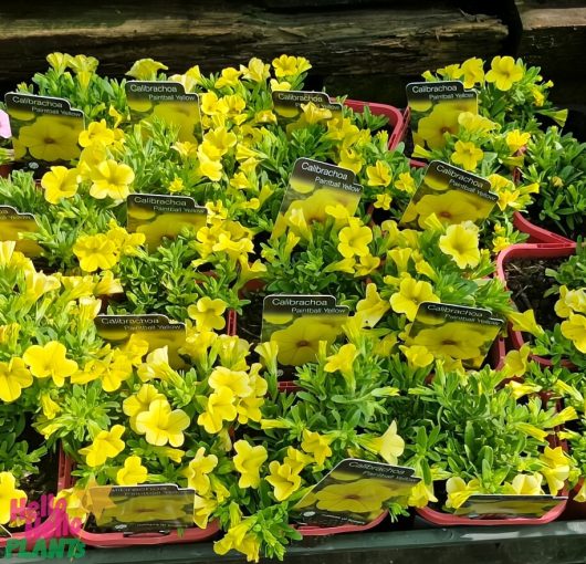 Trays of Calibrachoa 'Paintball Yellow' plants in 4" pots with tags are neatly arranged.