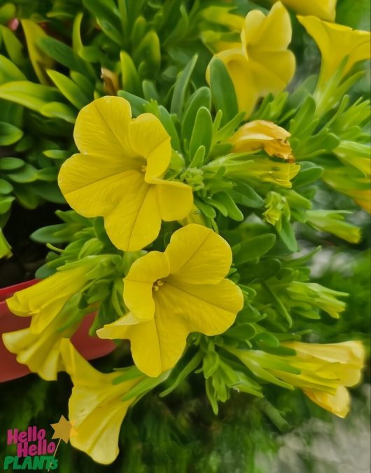 Close-up of vibrant Calibrachoa 'Paintball Yellow' flowers in a 4" pot with lush green foliage and the "Hello Hello Plants" logo visible in the corner.