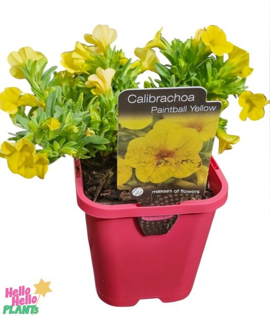 The 4" Calibrachoa 'Paintball Yellow' pot showcases vibrant yellow blooms and features a "Calibrachoa Paintball Yellow" label with floral imagery. The red pot is adorned with the "Hello Hello Plants" brand logo.