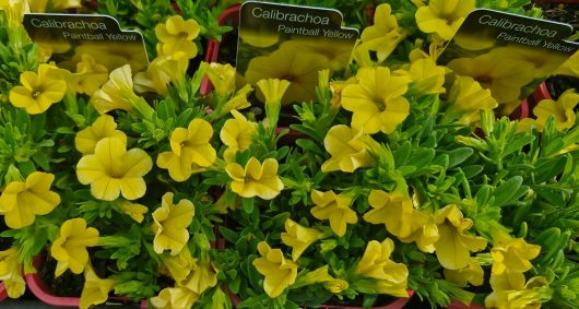 The Calibrachoa 'Paintball Yellow' in a 4" pot features bright yellow flowers that contrast beautifully with lush green foliage in vibrant red containers.