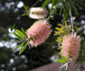 A close-up of Callistemon 'Snow Burst™' Bottlebrush in a 6" pot, showcasing vibrant pink blooms and lush green leaves against a beautifully blurred background.