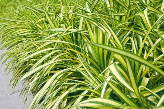 A vibrant cluster of Carex 'Feather Falls' PBR (Copy), featuring green and yellow variegated leaves with pointed tips, adorns the edge of the concrete pathway.