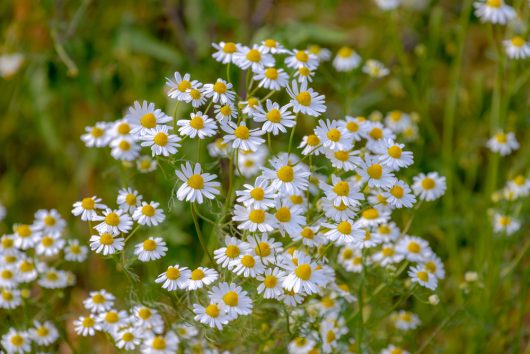 A cluster of white daisies with yellow centers in full bloom against a green leafy background.