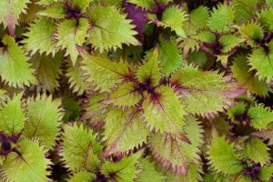 Close-up of vibrant green leaves with jagged edges and maroon veins, densely covering the ground like lush Coleus 'Redhead' in a 6" pot.