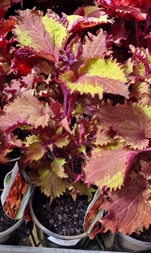 Coleus 'Redhead' plants with vibrant red, pink, and green leaves adorn the shelf, each nestled perfectly in a 6" pot.