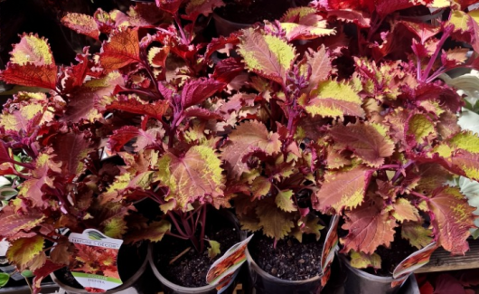 Discover the striking beauty of Coleus 'Redhead' in 6" pots. These vibrant red and green plants with serrated leaves are perfect for adding a splash of color to any space, making them an ideal choice for plant enthusiasts and anyone looking to enhance their redhead plant collection.