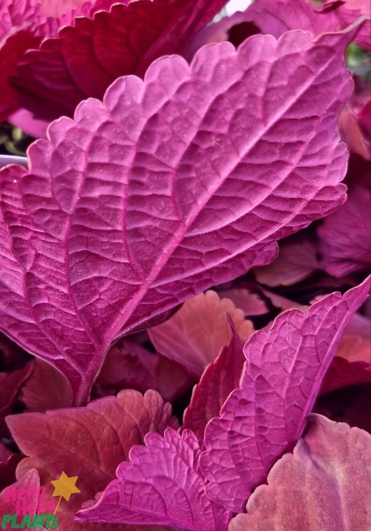 A 6" pot of Flamethrower™ Spiced Curry Coleus displays vibrant magenta leaves with serrated edges and intricate veins, making a bold statement.