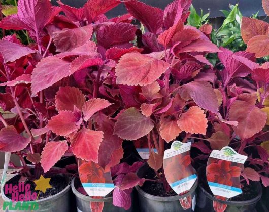 In a nursery, the vibrant Coleus 'Flamethrower™ Spiced Curry' 6" Pot adds a fiery touch with its red leaves to any collection.