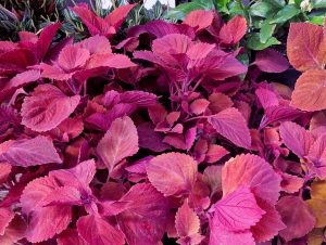 Image of Coleus 'Flamethrower™ Spiced Curry' with vibrant red and magenta serrated leaves, surrounded by green foliage in a 6" pot.