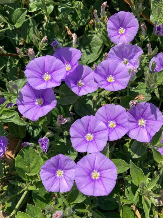 Convolvulus 'Ruffled Moon' 6" Pot, showcasing its pointed green leaves, basks in the sunlight.